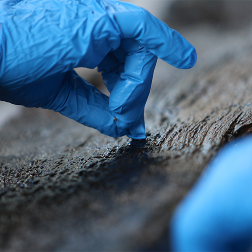 A blue gloved hand softly examines the wood of the dugout canoe.